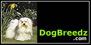 156 Dogs can't be Wrong